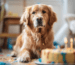 Kausnacks für Golden Retriever