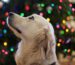 hundekuchen golden retriever goldenpals ratgeber
