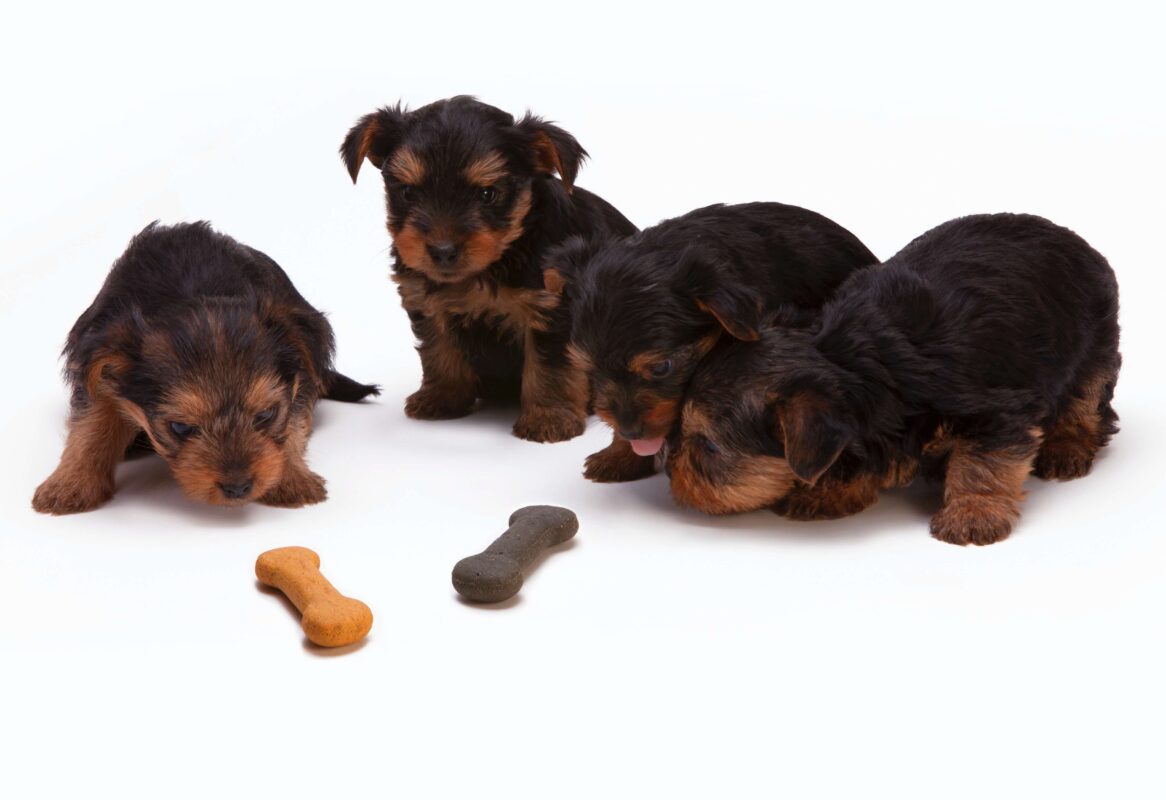 Rohlederknochen für Hunde