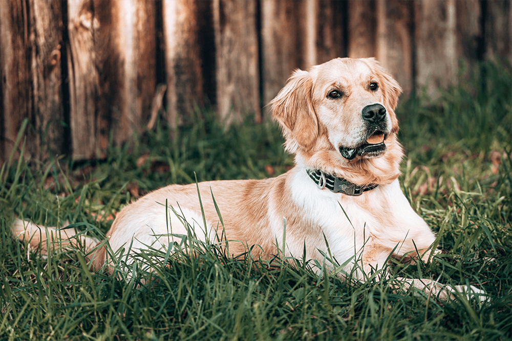 Rohlederrollen für Hunde