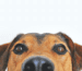 Rohlederstangen für Hunde Beitragsbild Blog