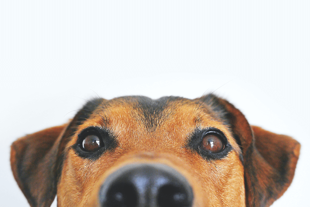 Rohlederstangen für Hunde Beitragsbild Blog