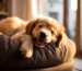 Golden Retriever Welpen Hundebett GoldenPals Blogbeitrag