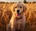 golden retriever welpenauslauf
