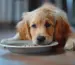 Erhöhte Hundebars für Hunde blog