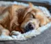 Ersatzzwinger für Hundekäfige