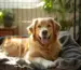 Hundeboxen