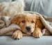Hundekissen und Abdeckungen