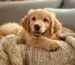 Hundekissen-Blogbeitrag-GoldenPals-Ratgerber