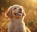 Welpenernährung GoldenPals